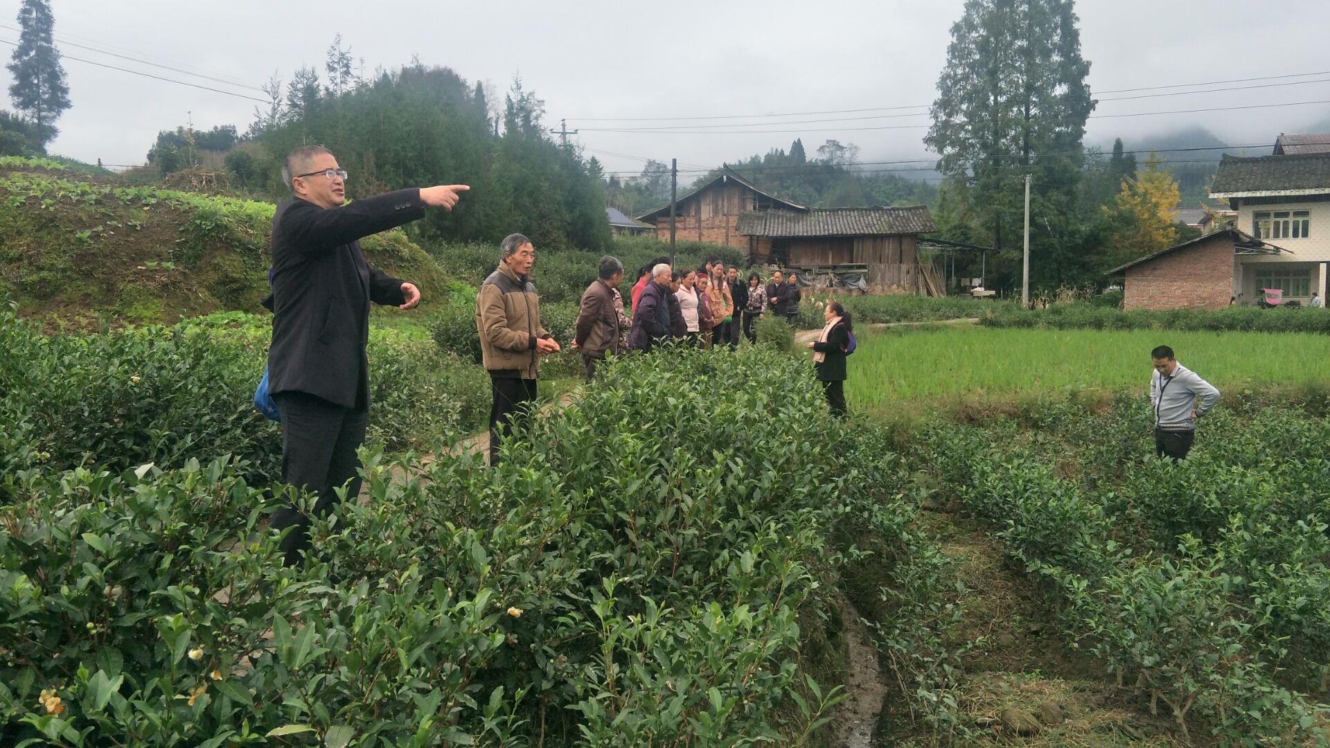 区农业农村局指导晏场镇三江村农户茶叶管培.jpg