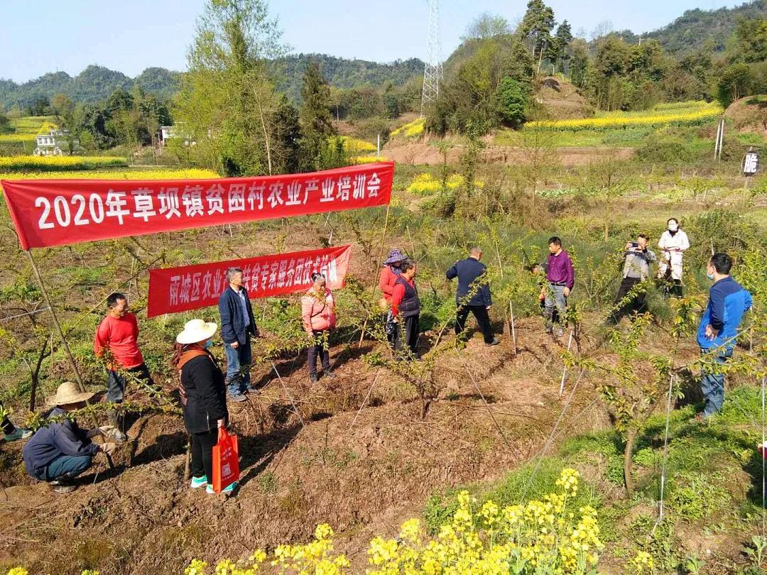 雨城区农业农村局指导草坝镇九龙村产业技术培训.jpg