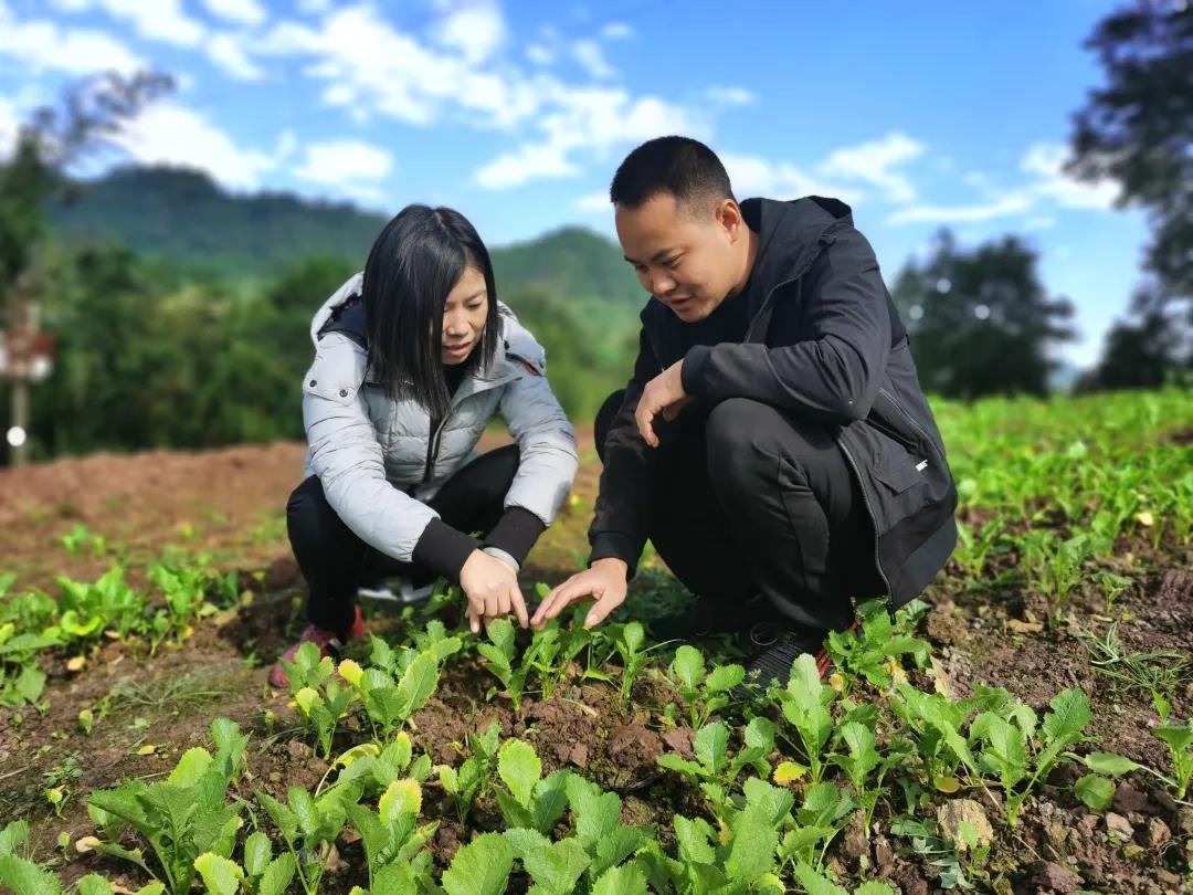 王才斌（右）正在查看芥菜苗长势.jpg