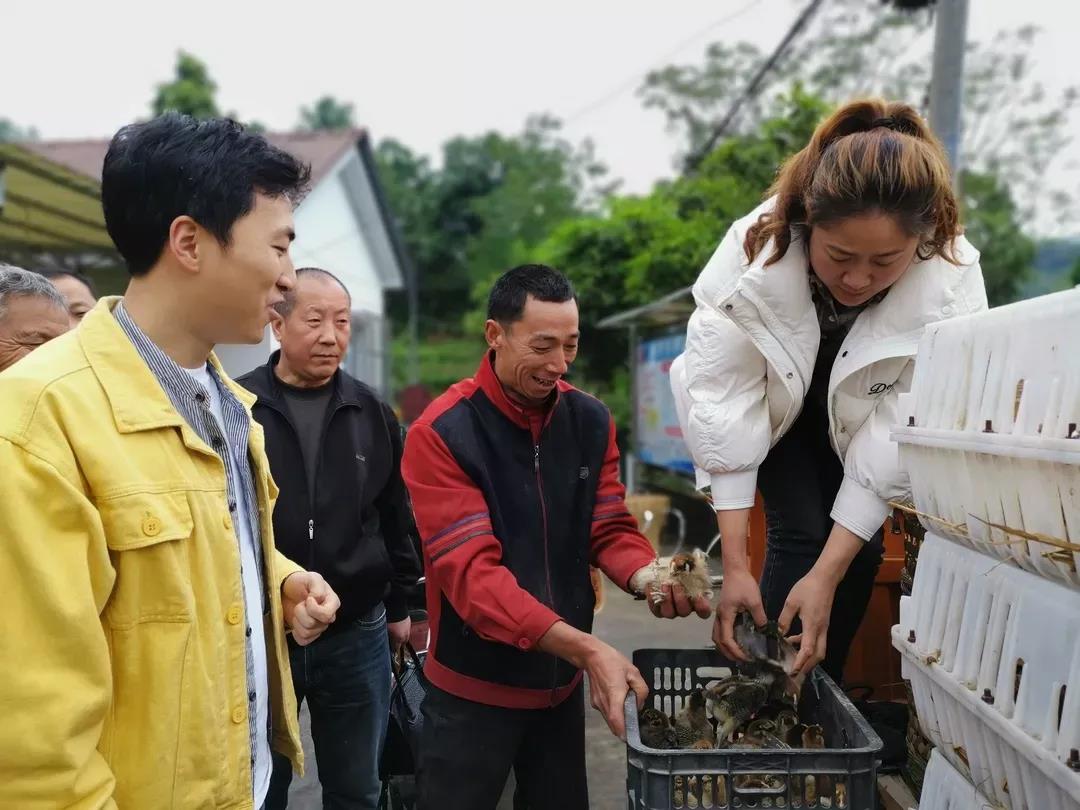 青江街道张碗村党支部和驻村工作队采购鸡苗免费发放给29户建档立卡贫困户，采取奖励补助模式，输血变造血，激发内生动力.jpg