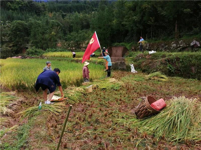 八步镇八步村党总支委员宦昌海帮助村民收稻谷.jpg