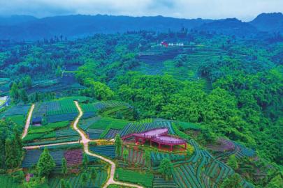 雨城区藏茶现代化农业产业园区一角。（摄影：孙伟.jpg