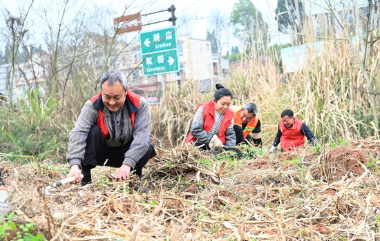 愿者正在清理双桥镇东山村乡村公路沿线的杂草杂物1.jpg