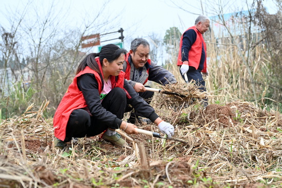 愿者正在清理双桥镇东山村乡村公路沿线的杂草杂物2.jpg