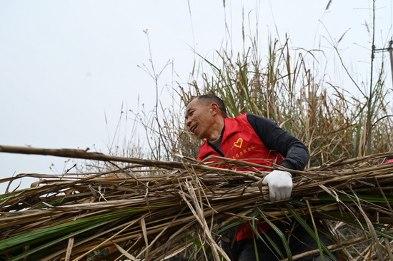 志愿者正在清理双桥镇司马村乡村公路沿线的杂草杂物.jpg