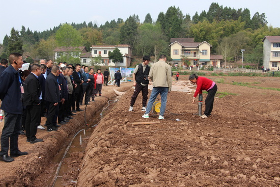 3调研组观摩洞姜的3种植方式，他们现场用传统的沟姜种植方式和洞姜种植方式比较.JPG